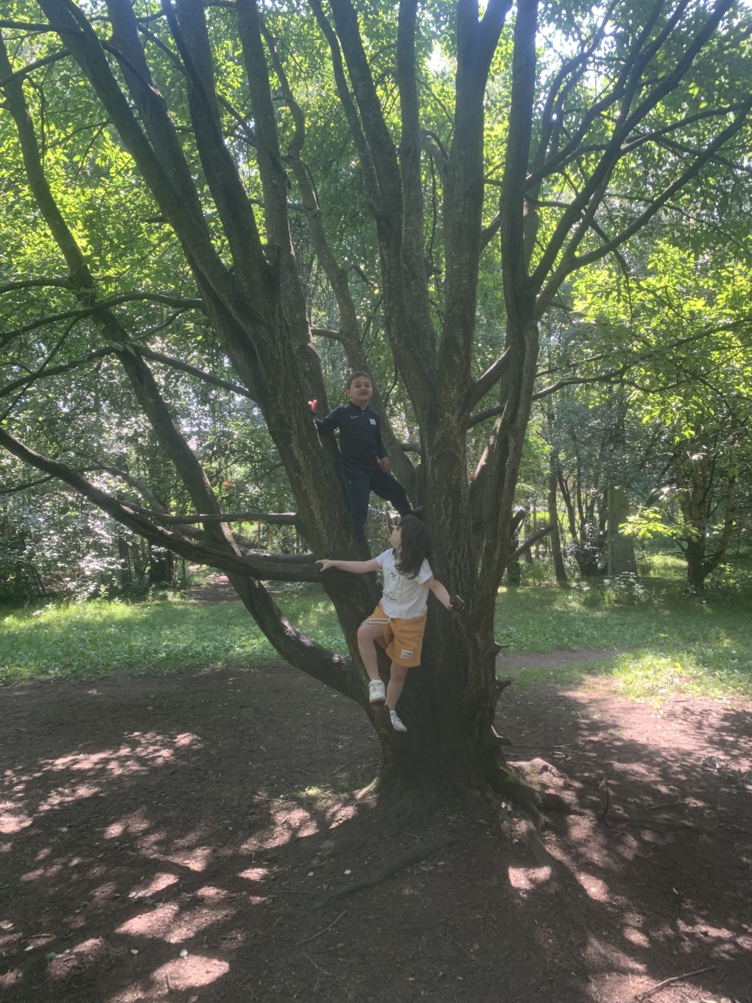 Tree climbing!